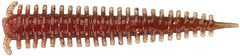Berkley Gulp! 2 inch Scented Saltwater Plastic Sandworm 24 pack
